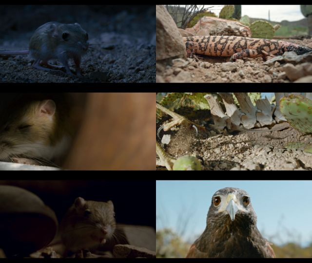 Tiny Creatures Temporada 1 Completa HD 720p Latino Dual