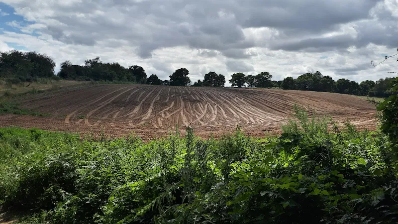Poppys in the field before the Foxhall woodland