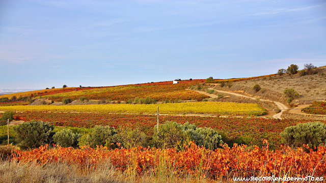 Otoño en Cariñena