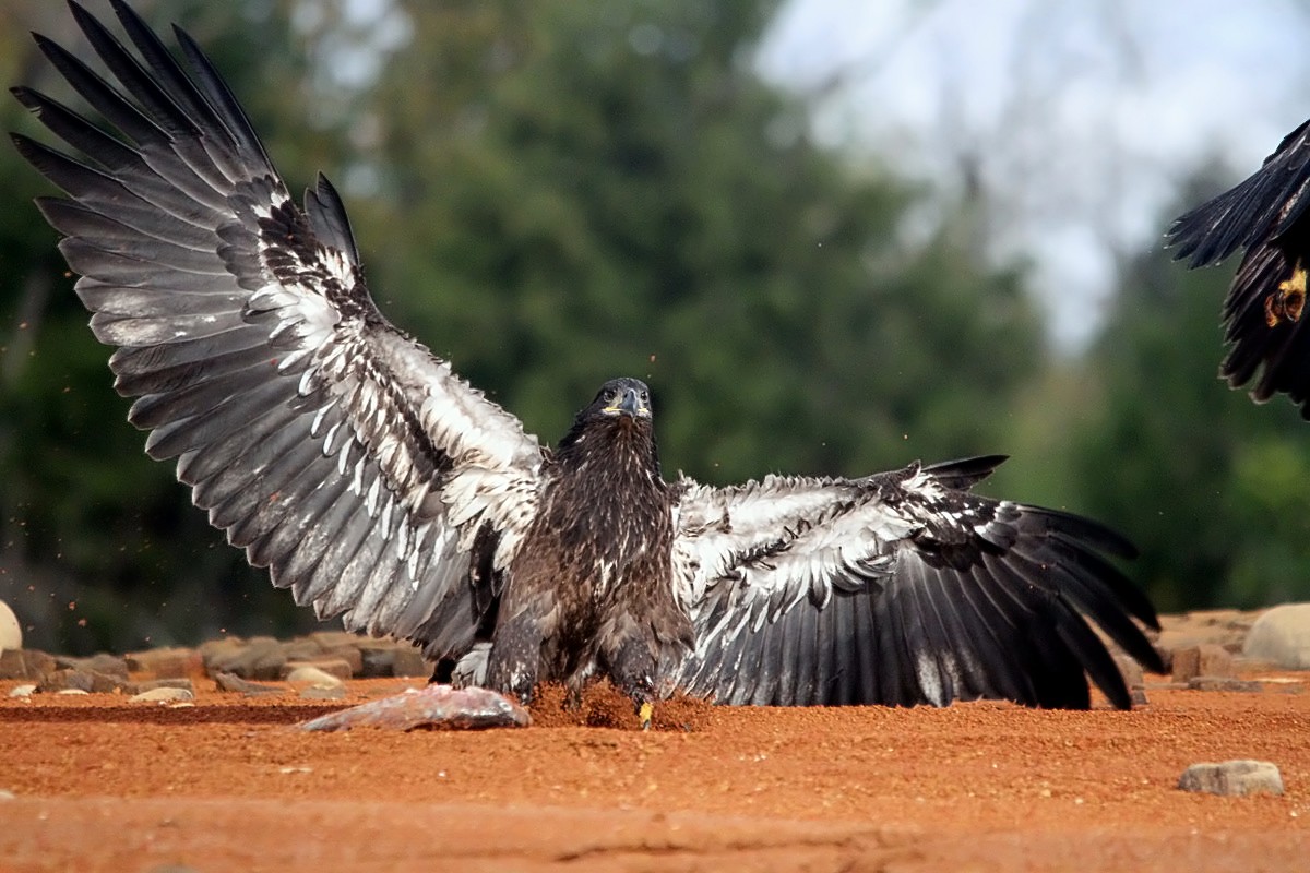 JUVANILE BALD EAGLE