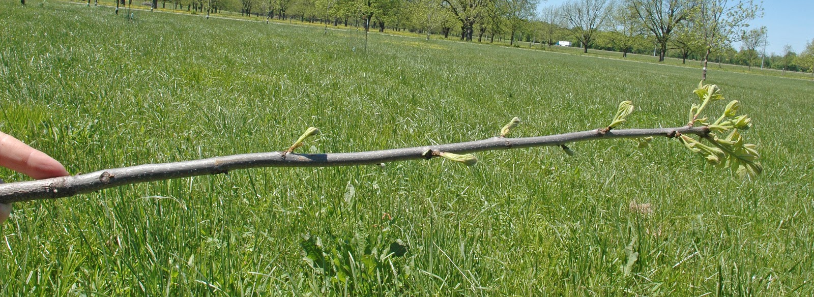 Northern Pecans Tips for grafting pecans with the 3flap graft