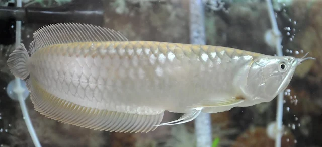 Arwana Silver - Budidaya Ikan