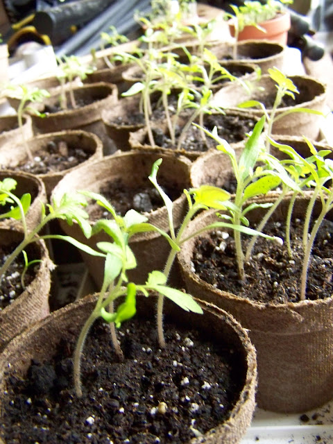 poppy seedlings images poppy seedlings images