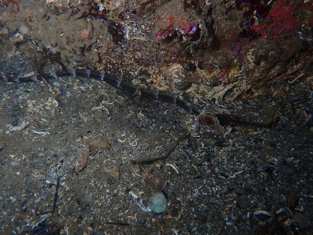 Syngnathus tenuirostris Syngnathus tenuirostris