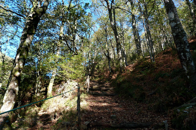 Bosque del Silencio - Los Oscos - Asturias Bosque del Silencio - Los Oscos - Asturias
