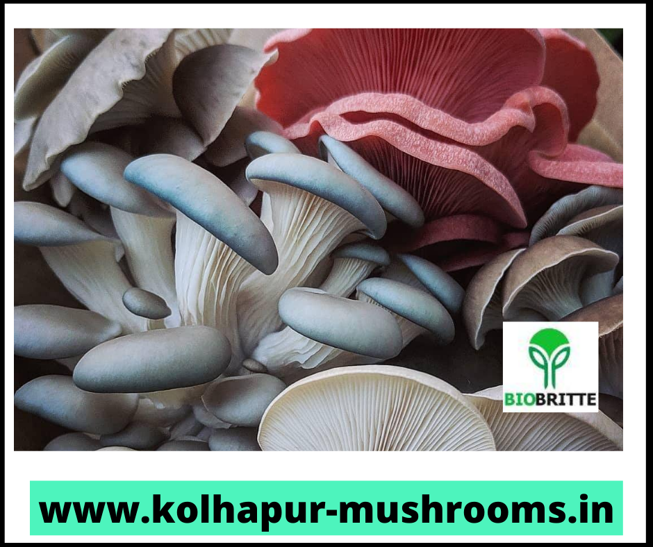 Blue oyster mushroom grain spawn for sale spawn supplier mushroom