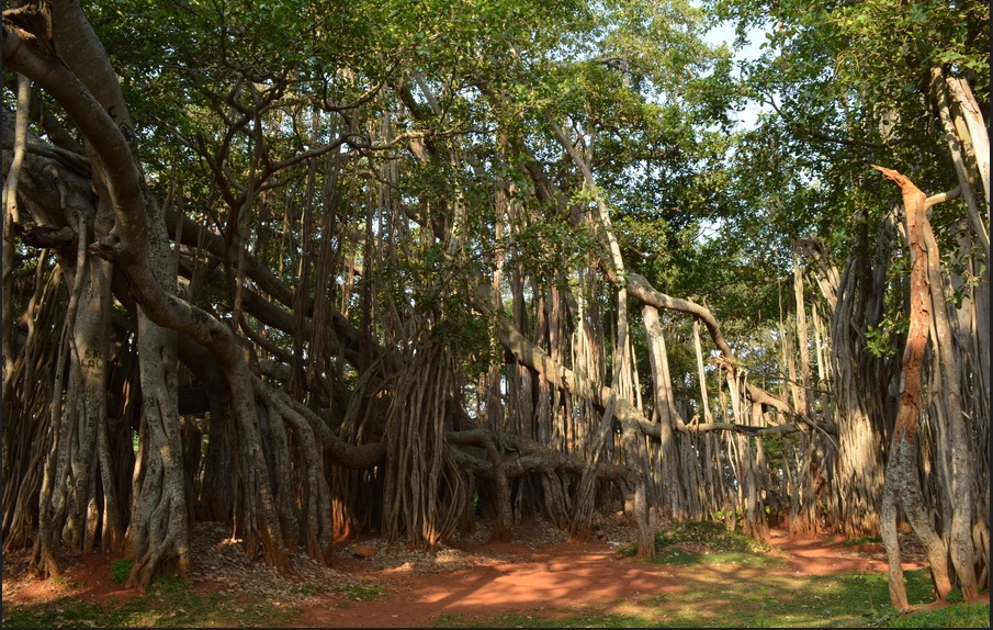 Tours around you Dodda Alada Mara