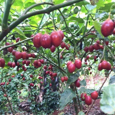 tree tomato farming in Kenya