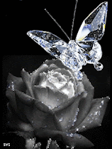 ROSA mariposa