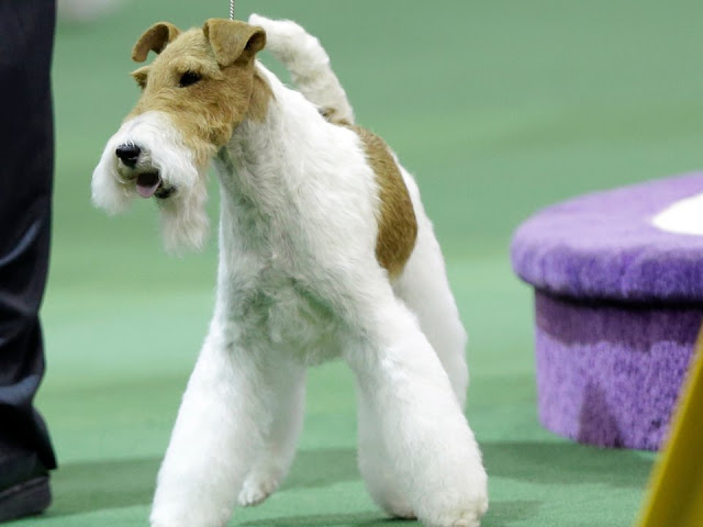 wire fox terriers