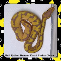 Ball Python Banana Enchi Poshet Clown