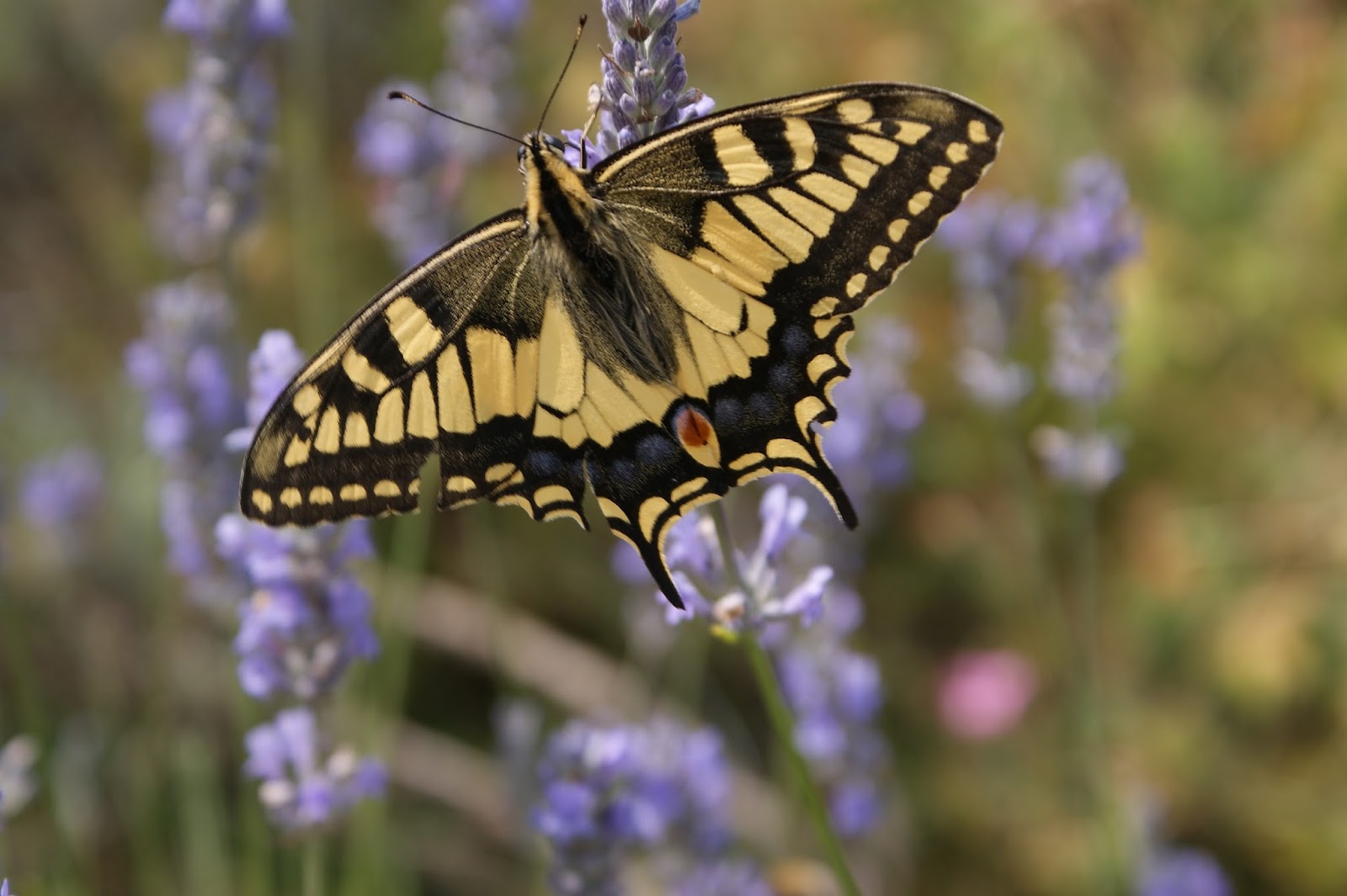 Landing in Normandy Swallowtail butterflies and a fennel bush