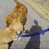 Dog reunites with her mother for first time since puppyhood