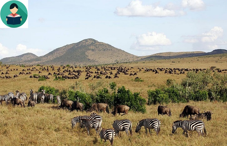 Why Kenya Should Be Your Next Travel Destination