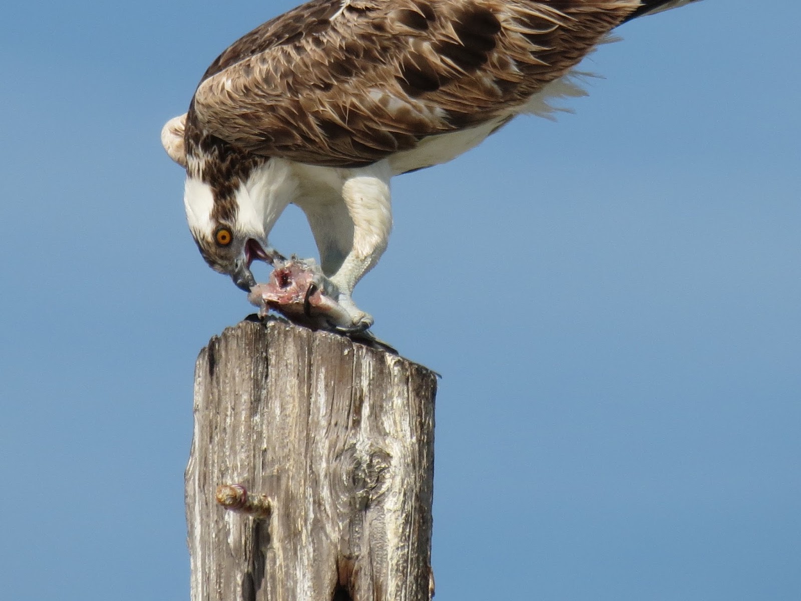 Osprey Perched Near Nest