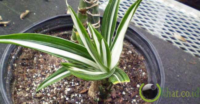 Dracaena Deremensis Dracaena Deremensis