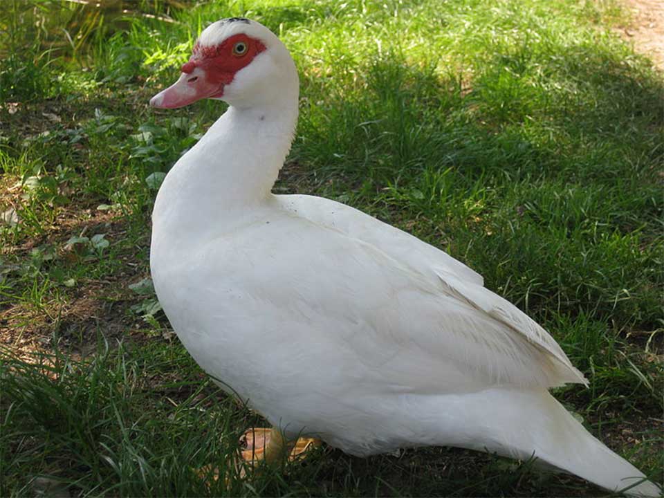 Domestic Duck can be kept as Pet at Garden or Backyard