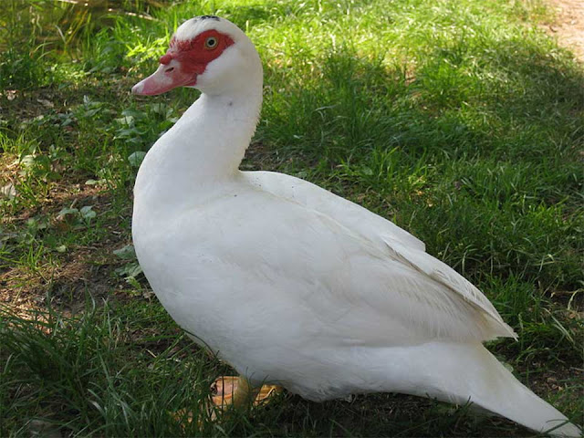 domestic duck, domestic muscovy duck, white domestic duck