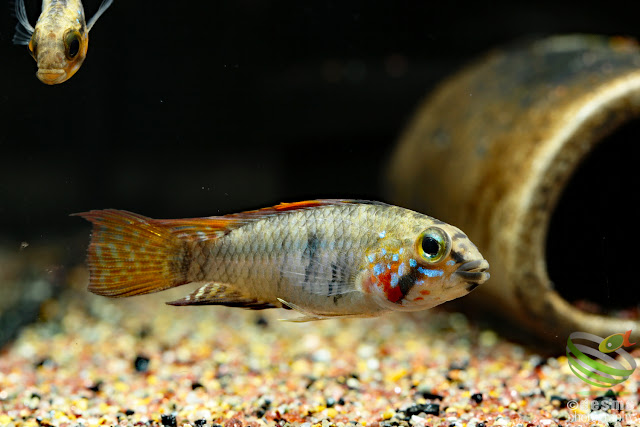 Apistogramma sp. Alto Vaupes I / A. sp. D39