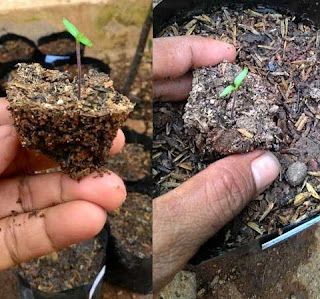 cara menanam cabe dalam polybag cara menanam cabe dalam polybag