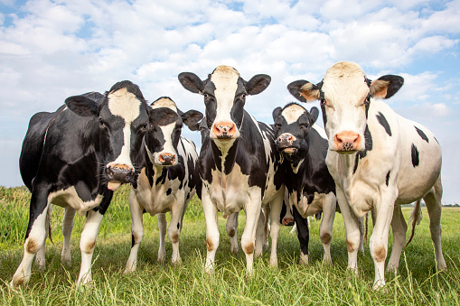 مشروع تربية الأبقار  الحلوب pdf والربح منه بأقل التكاليف 2022