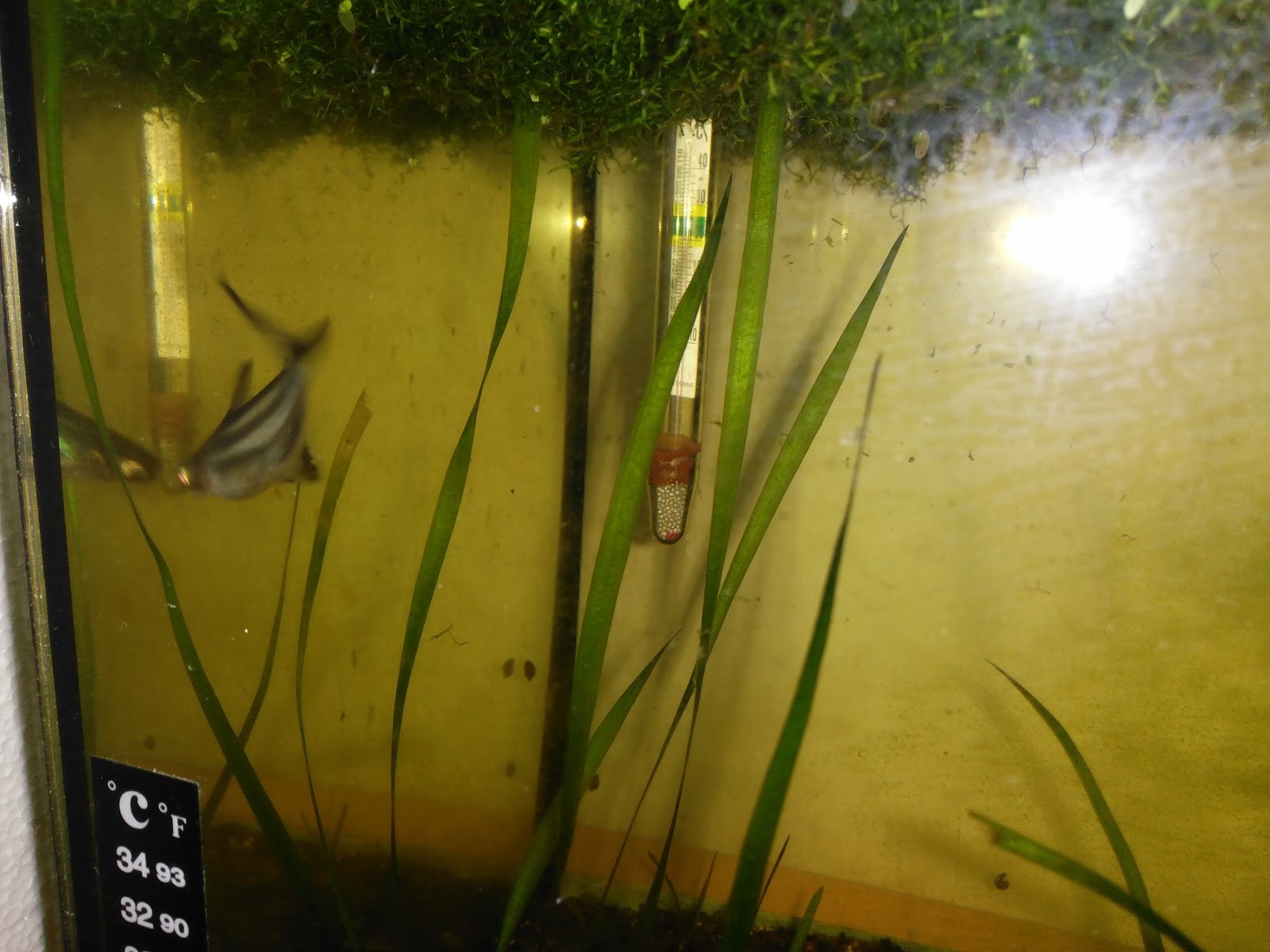 surungenler hakkinda bilgiler