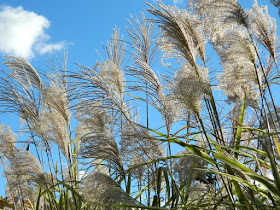 Miscanthus sinensis Maiden grass autumn seedheads Toronto Botanical Garden by garden muses-not another Toronto gardening blog