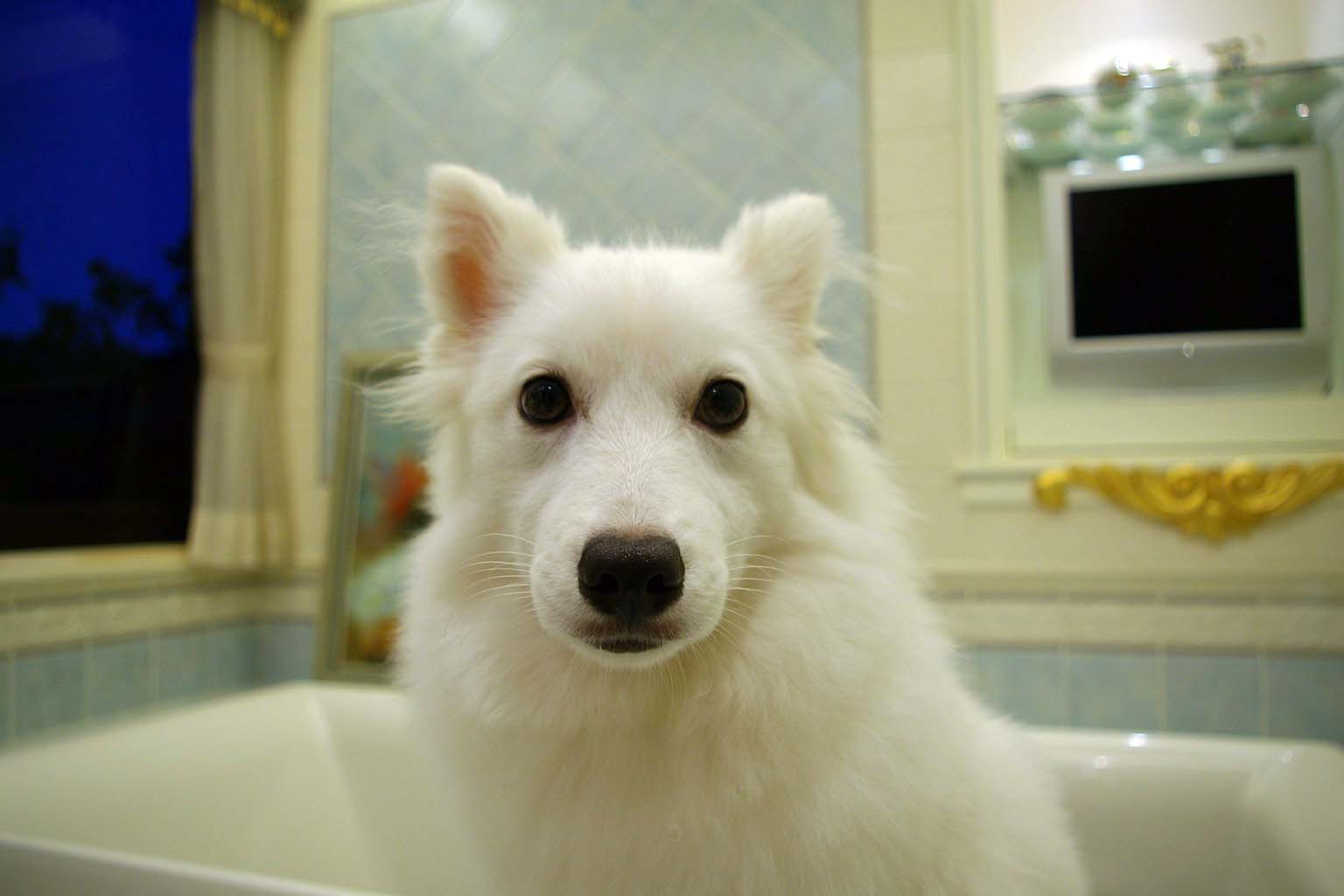 蘿絲家園: 日本狐狸犬 --- Shiro (成犬篇)