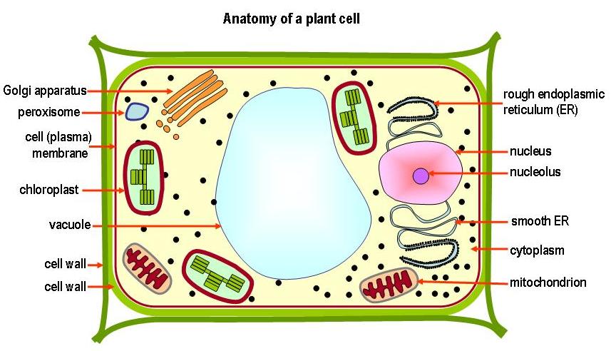 plant and animal cell coloring. plant and animal cell