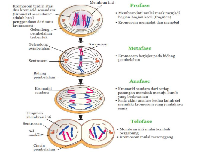 Peristiwa yang terjadi pada profase dari meiosis 1 adalah