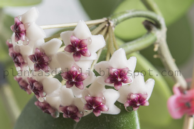 Hoya Obovata