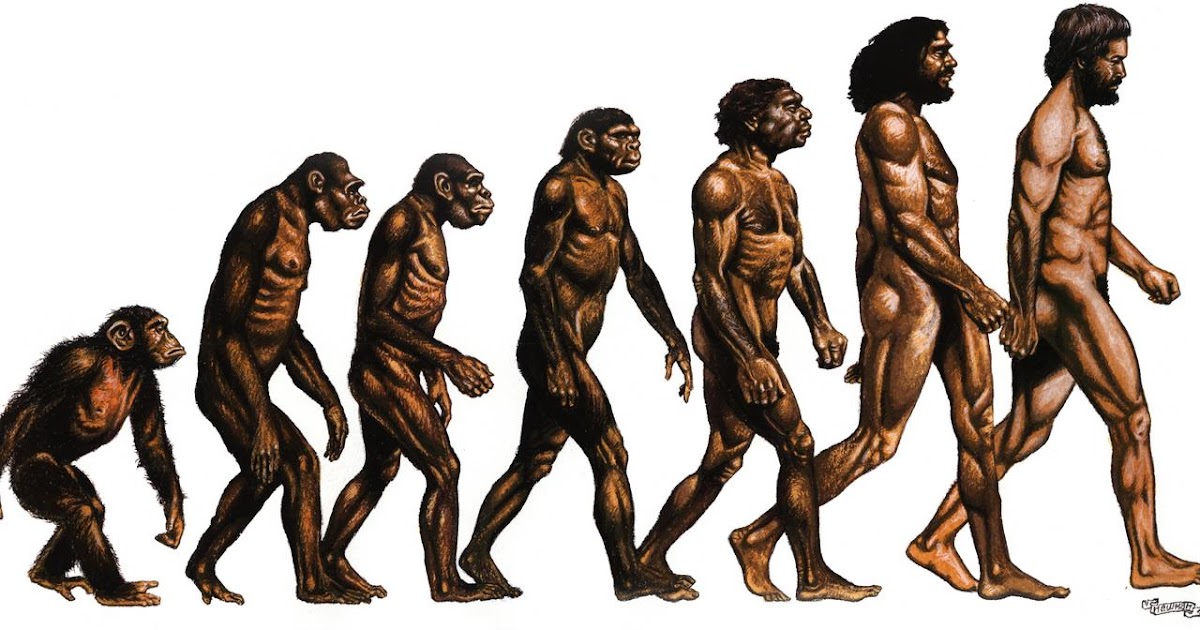 Evolution of humans.