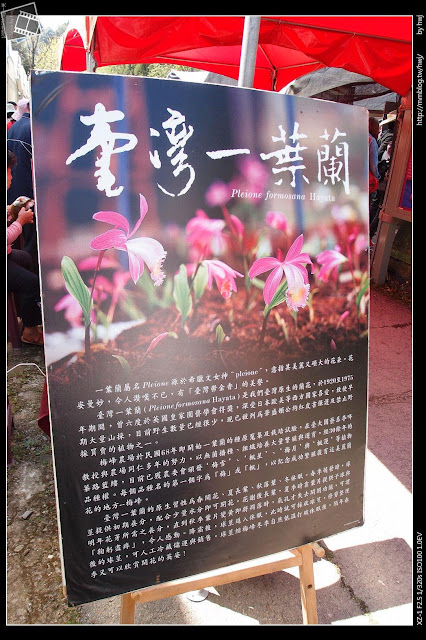 2013-03-23 梅峰農場 春之饗宴 台大森林實驗林_台灣一葉蘭可是得過獎的喔！