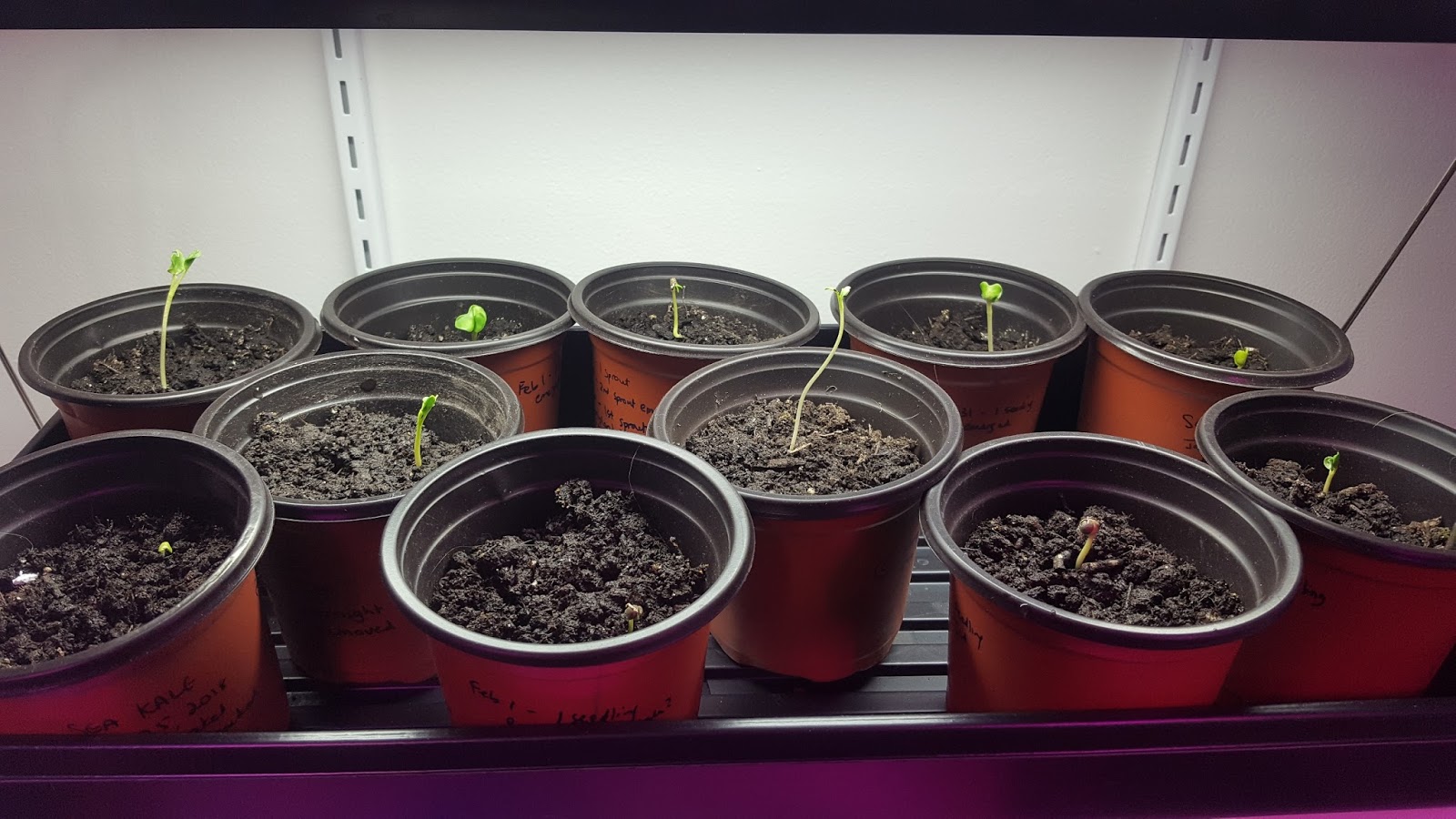 Josh's Blog. Sea Kale Germination Experiment Part 3