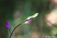 céphalanthère rouge (Cephalanthera rubra), Fontainebleau