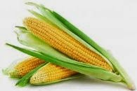 Ciri-ciri Tanaman Jagung,  klasifikasi tanaman jagung, jenis jenis tanaman jagung, sejarah tanaman jagung, makalah tanaman jagung