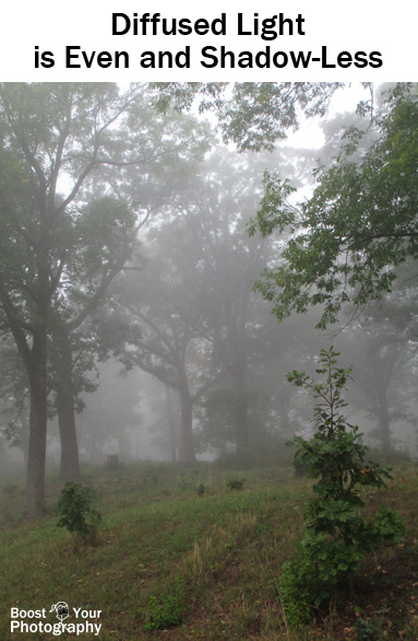 Ideas for Natural Light Photography | Boost Your Photography