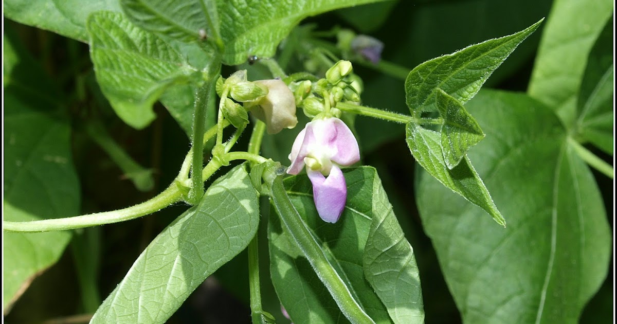 Mark's Veg Plot Secondcropping "Cobra" beans