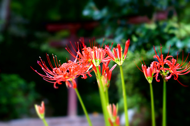 45+ Hình Ảnh Hoa Bỉ Ngạn Đẹp, Truyền Thuyết & Ý Nghĩa Hoa Bỉ Ngạn