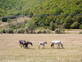 Y miré, y he aquí un caballo blanco; [...] Y salió otro caballo, bermejo;[...]