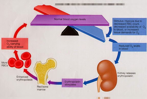 eritropoetina humana recombinante
