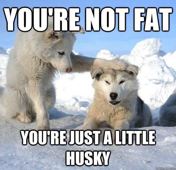 Husky comfiting another husky about how he is not fat
