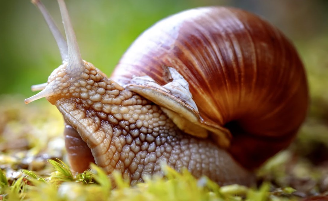 What does snail eat? where do snails live? snail classification & facts
