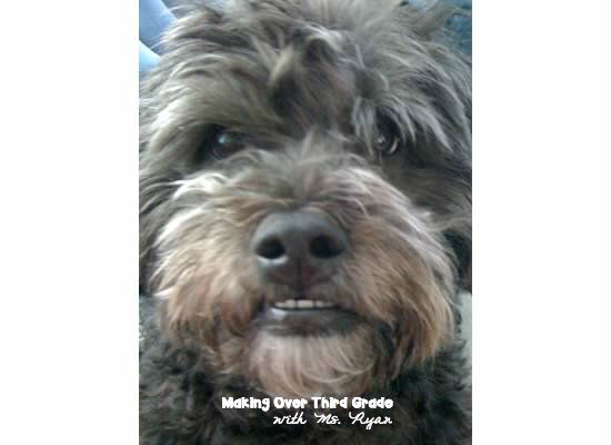 makingoverthirdgrade.blogspot.com poodle mix makingoverthirdgrade.blogspot.com