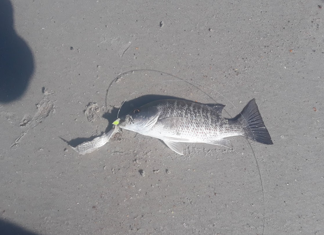 Florida East Coast Surf Fishing Blog Fish Report Florida East Coast