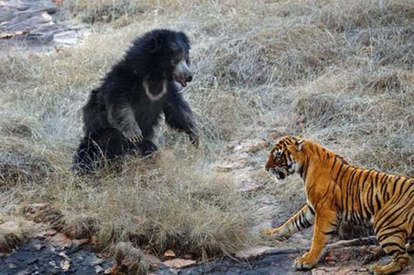 Beruang vs Harimau Foto dan Gambar Just Relax