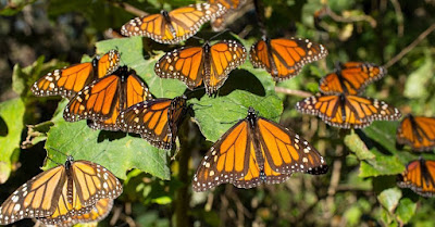 Protección de mariposa monarca amenazada por la tala clandestina
