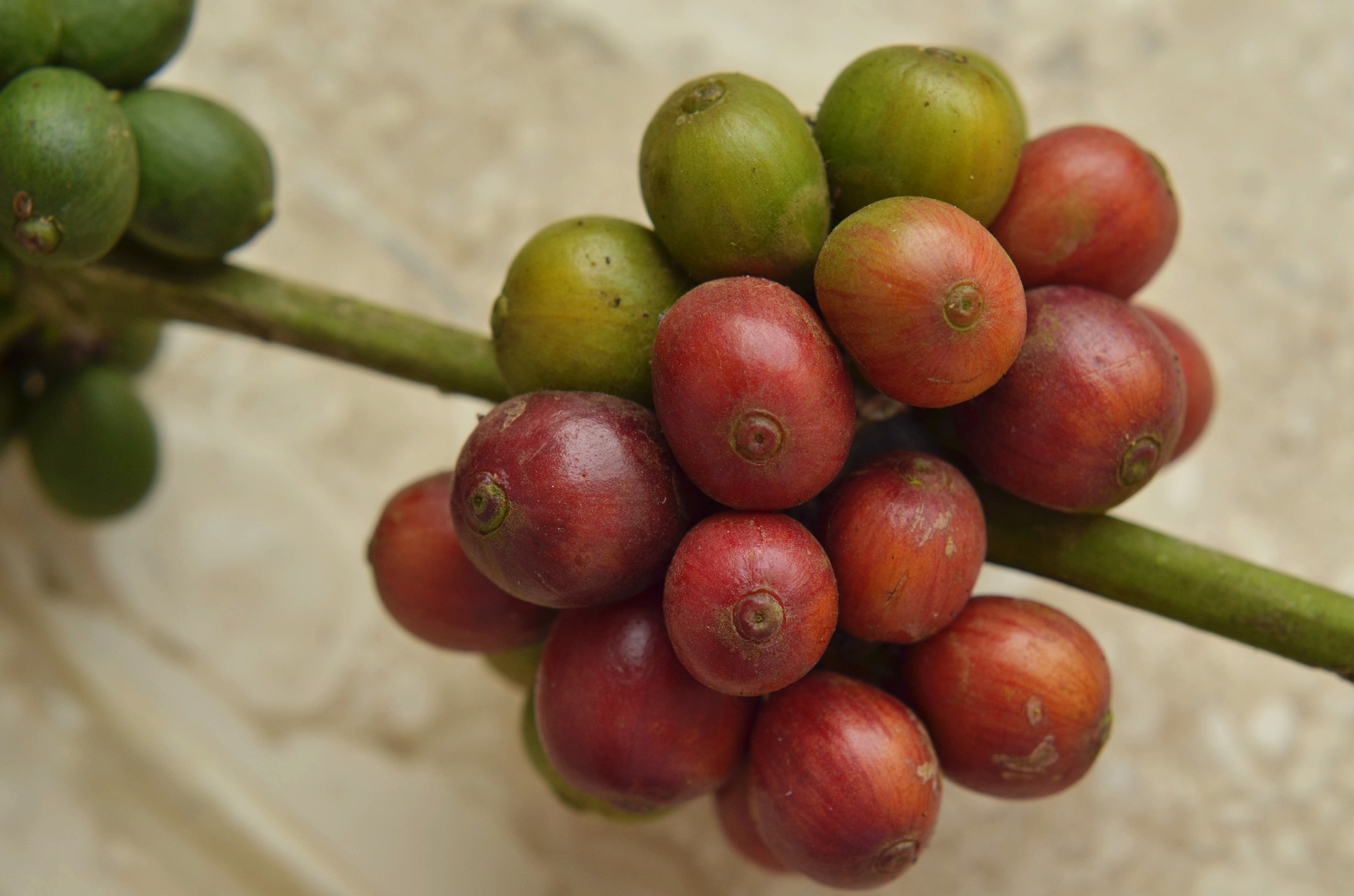 Кофе это фрукт. Плоды кофейного дерева. Ягоды кофейного дерева. Кофейный плод. Семена плодов кофейного дерева.