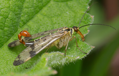 male scorpionfly