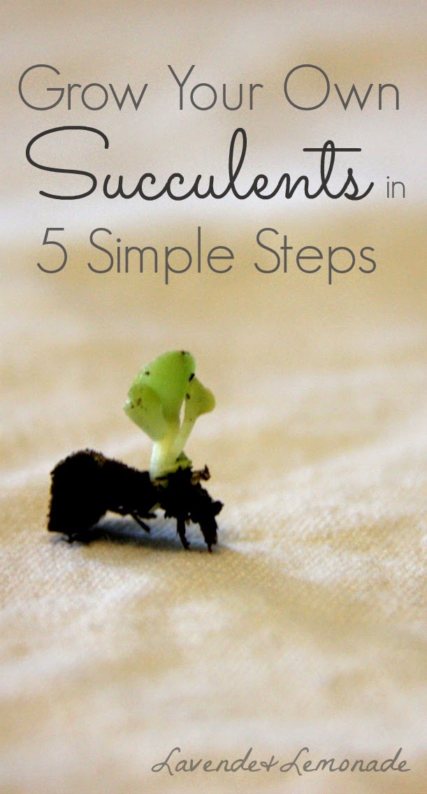Starting Succulent plants is so simple with these 5 easy steps from Lavende & Lemonade